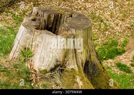 Old hollow tree stump with decayed wood Stock Photo