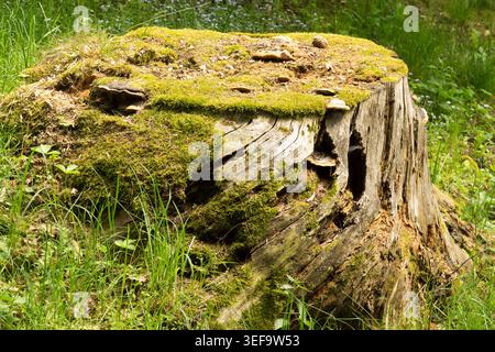 Old Tree Stump Wood Decay, Forest Floor Stock Photo