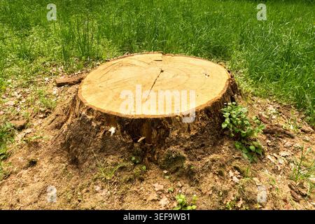 Detail of a freshly cut tree stump Stock Photo