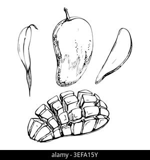 Fresh mango exotic fruit whole, cut pieces and diced cubes, narrow willow leaves. Hand drawn ink vector isolated illustration. Smoothie instruction Stock Vector