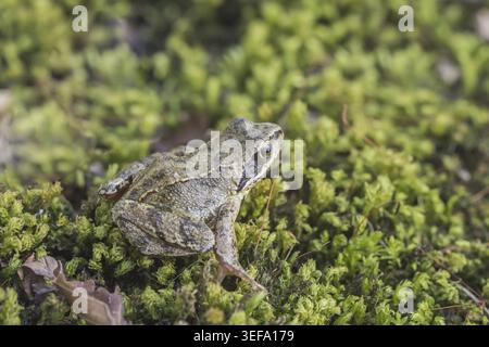 Rana dalmatina, Springfrosch, Niedersachsen - Rana dalmatina, known as Agile frog, Spring frog, Leap frog, Dalmatian frog from Germany Stock Photo