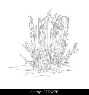 Snowdrops, spring flowers, hand-drawn sketch. vector illustration. A forest clearing of primroses, the drawing is isolated on a white background Stock Vector
