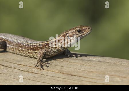 Zootoca vivipara, syn. Lacerta vivipara, Waldeidechse, Bergeidechse, Mooreidechse - Zootoca vivipara, syn. Lacerta vivipara, known as Common lizard, V Stock Photo