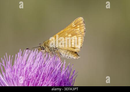 Ochlodes sylvanus (Ochlodes venatus), Rostfarbiger Dickkopffalter - Ochlodes sylvanus, syn. Ochlodes venatus, known as Large skipper Stock Photo