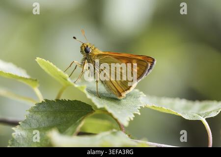 Ochlodes sylvanus (Ochlodes venatus), Rostfarbiger Dickkopffalter - Ochlodes sylvanus, syn. Ochlodes venatus, known as Large skipper Stock Photo