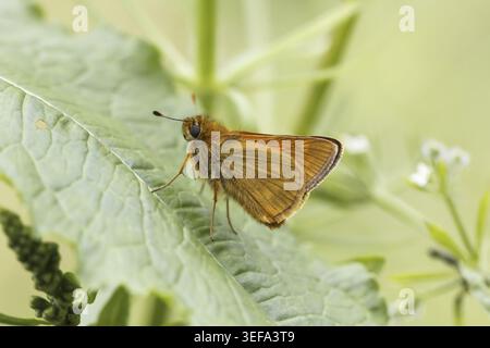 Ochlodes sylvanus (Ochlodes venatus), Rostfarbiger Dickkopffalter - Ochlodes sylvanus, syn. Ochlodes venatus, known as Large skipper Stock Photo