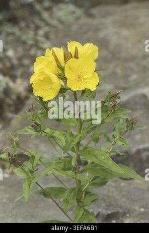 Oenothera fruticosa, ssp. glauca, Graue Nachtkerze - Oenothera fruticosa, ssp. glauca, known as the Gray primerose, Narrow-leaved sundrops, Evening-pr Stock Photo