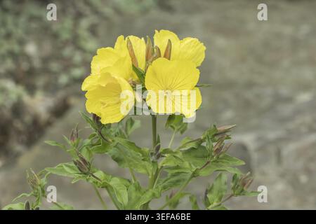 Oenothera fruticosa, ssp. glauca, Graue Nachtkerze - Oenothera fruticosa, ssp. glauca, known as the Gray primerose, Narrow-leaved sundrops, Evening-pr Stock Photo