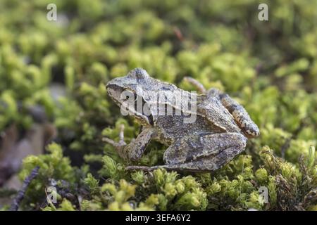 Rana dalmatina, Springfrosch, Niedersachsen - Rana dalmatina, known as Agile frog, Spring frog, Leap frog, Dalmatian frog from Germany Stock Photo