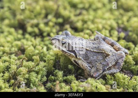 Rana dalmatina, Springfrosch, Niedersachsen - Rana dalmatina, known as Agile frog, Spring frog, Leap frog, Dalmatian frog from Germany Stock Photo