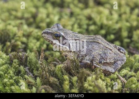 Rana dalmatina, Springfrosch, Niedersachsen - Rana dalmatina, known as Agile frog, Spring frog, Leap frog, Dalmatian frog from Germany Stock Photo