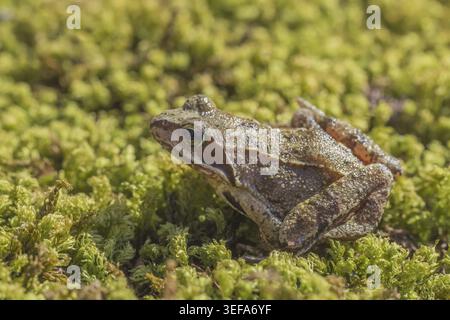 Rana dalmatina, Springfrosch, Niedersachsen - Rana dalmatina, known as Agile frog, Spring frog, Leap frog, Dalmatian frog from Germany Stock Photo