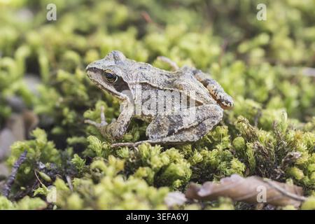 Rana dalmatina, Springfrosch, Niedersachsen - Rana dalmatina, known as Agile frog, Spring frog, Leap frog, Dalmatian frog from Germany Stock Photo