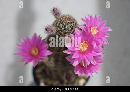 A compact cactus erupts in multiple vivid magenta-pink flowers with golden yellow stamens, photographed close-up against a soft white background. Crisp botanical detail and intense color make this ideal for nature, garden, and home decor themes. Stock Photo