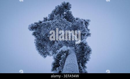 Snow covered pine tree viewed from below in Finnish Lapland winter forest Stock Photo