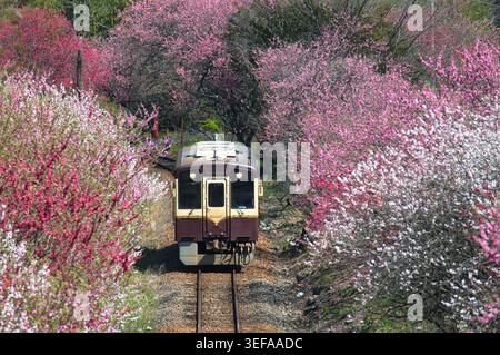 Local train running through colorful spring blossom tunnel  in rural Japan Stock Photo