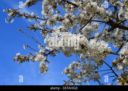 Japanese cherry blossom Stock Photo