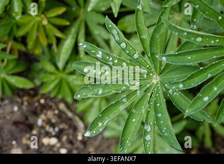 Rain water droplets on lupin leaf Stock Photo
