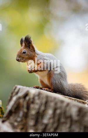 Red Squirrel Sitting on Tree Stump Stock Photo