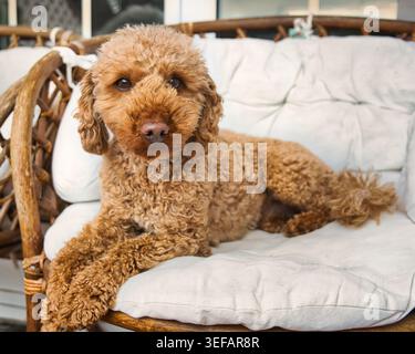 Apricot poodle dog lying on a cushioned wicker chair and looking at the camera. Stock Photo
