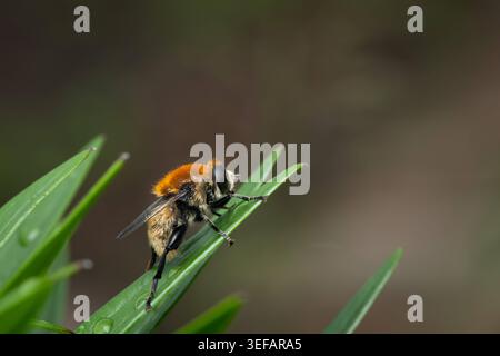 Bumblebee mimic hoverfly Criorhina resting on a green grass blade Fluffy orange and yellow bumblebee mimic hoverfly Criorhina Syrphidae perched on a s Stock Photo