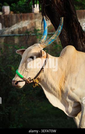 Sacred Cattle: Traditional Livestock of Rural India. A close-up portrait of a white ox or bull, highlighting the distinctive hump and cultural horn. Stock Photo