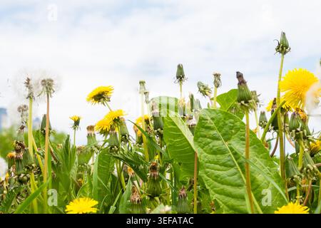 Bright yellow dandelions and white puffballs growing in a green field under a cloudy sky during spring Stock Photo