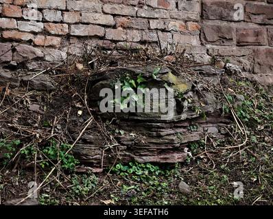 Small Green Plant On Brick Emerging From Decayed Root And Mortar, Damp Moss And Tangled Vines, Gritty Urban Ruin Atmosphere, Close Textured Detail Evo Stock Photo