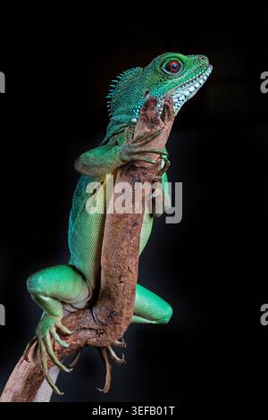 Emerald forest dragon perched on a branch, glowing against the darkness with striking scales and prehistoric beauty. Stock Photo