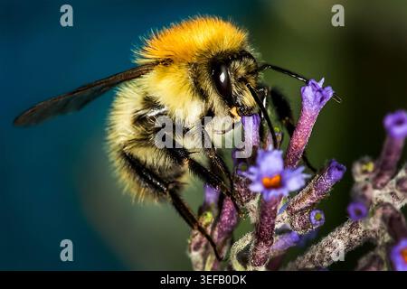 Close-up of a bumblebee collecting nectar from a buddleia flower, revealing intricate anatomy, pollen dusting, and fine hairs Stock Photo