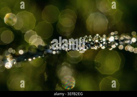 Abstract macro photograph of dew droplets sparkling on stem against green bokeh background, United Kingdom Stock Photo
