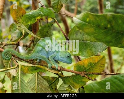Juvenile Parsons chameleon on a branch in Madagascar rainforest near Mantadia Lodge Stock Photo