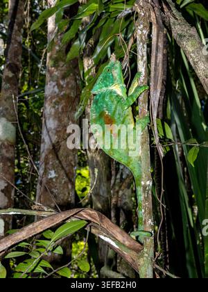Adult Parsons chameleon climbing on branches in Madagascar rain forest during daytime Stock Photo