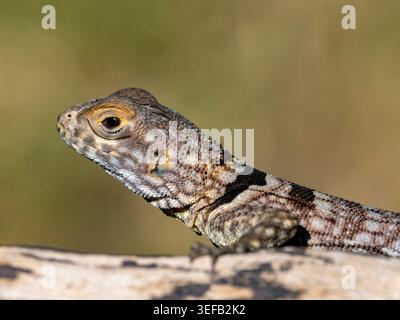 Cuviers Madagascar swift observed in natural habitat of Anjajavy Private Reserve Madagascar Stock Photo