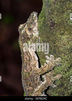 Mossy leaf-tailed gecko camouflaged on a tree trunk in a forest Stock Photo