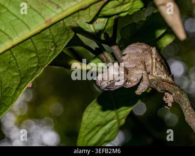 Satanic leaf-tailed gecko rests on a branch in Ranomafana National Park in Madagascar Stock Photo