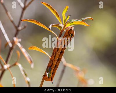 Caterpillar of vine hawkmoth on tree branch in Isalo National Park Madagascar Stock Photo
