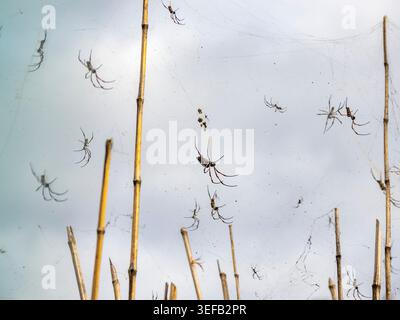 Red-legged golden orb weavers spin webs in Madagascar Stock Photo