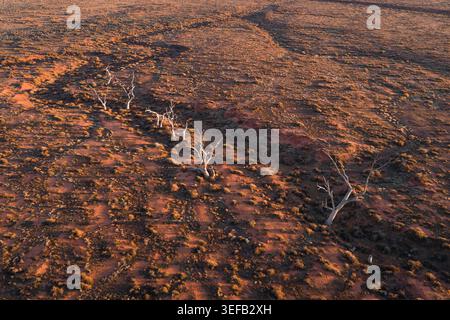 Aerial view of dead trees standing in a dry creek bed across the red desert landscape in Flinders Ranges, South Australia, Australia. Stock Photo