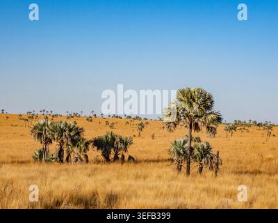 Bismarck palm trees grow on the plains of Madagascar under a clear blue sky Stock Photo