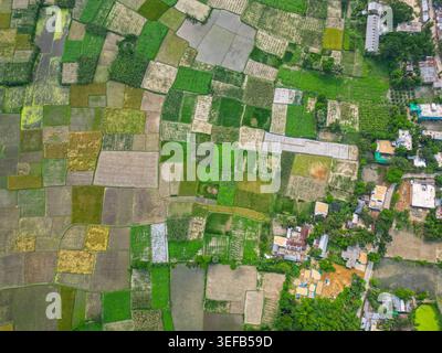 Aerial view of green rice paddies, cassava plantation and fish pond in ...
