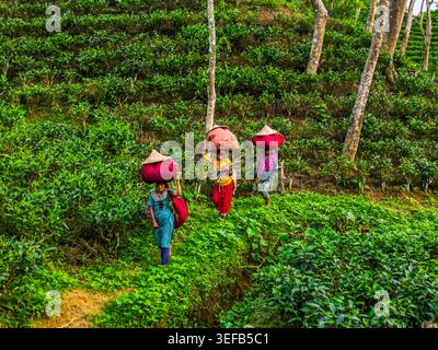 Tea pickers carry baskets filled with fresh tea leaves in green fields during harvest time in Bangladesh's tea region Stock Photo