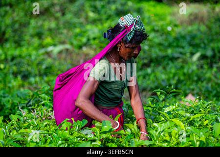 Tea pickers gather tea leaves in the Sreemangal tea region of Bangladesh during the harvest season Stock Photo