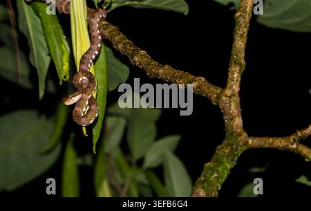Close up of a venomous snake uncoiled and hunting from a tree at night in Costa Rica Stock Photo