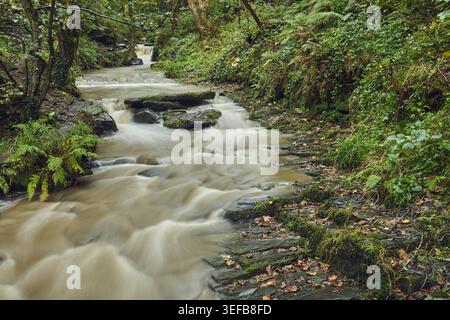 Small stream flows through summer woodland in Rocky Valley near Boscastle in Cornwall, Great Britain Stock Photo