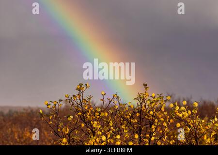 Rainbow shines over autumn landscape in Thingvellir National Park in Iceland after rain Stock Photo