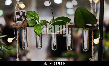 Hoya plant cuttings propagating in water inside hanging glass test tubes. Stock Photo