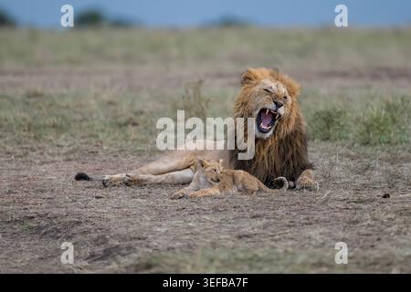 Male lion yawning with cub while resting in Maasai Mara Game Reserve in Kenya during afternoon hours Stock Photo