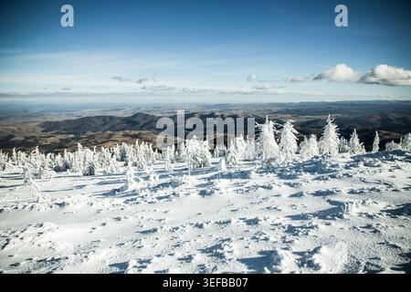 Snow covers fir trees in mountains during winter season near a vast landscape Stock Photo