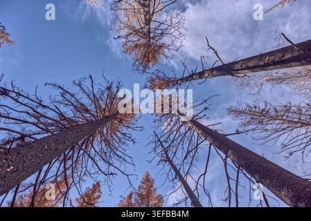 Burned trees stand tall in Grand Canyon North Rim after Dragon Bravo Wildfire of 2025 Stock Photo